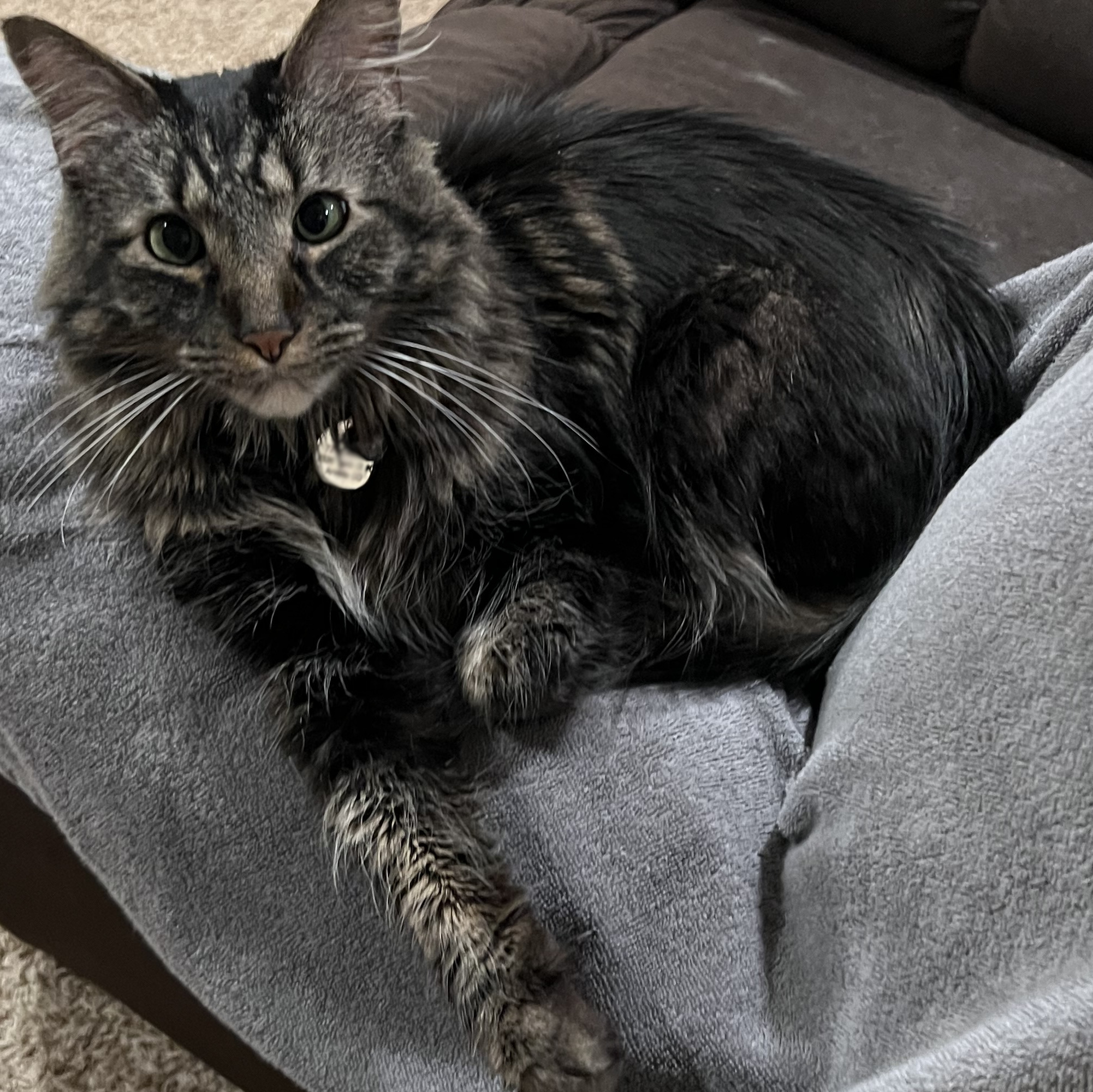 zeus
